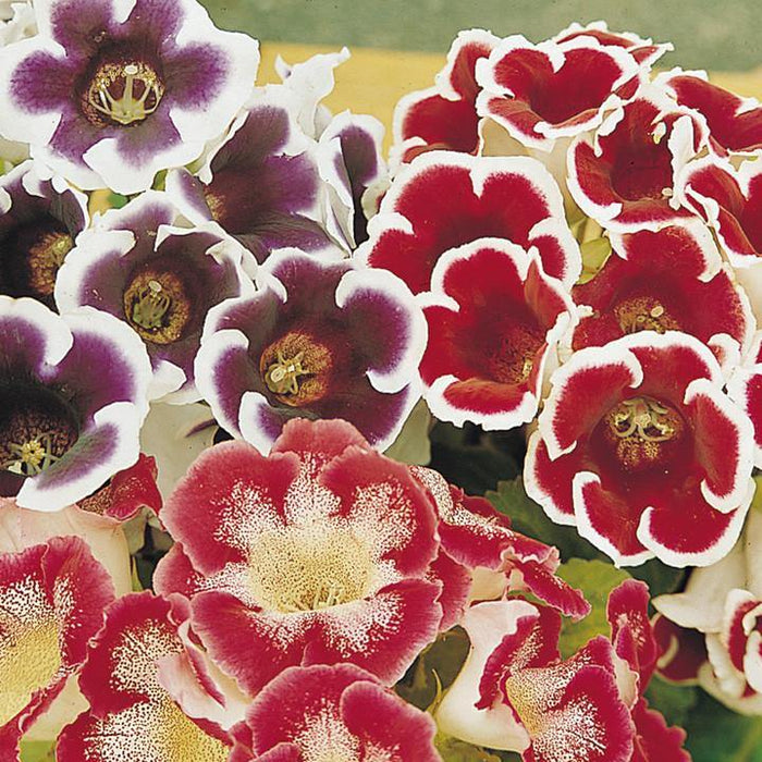Gloxinia Tuberous-Rooted Best Mixed Flower Bulbs Pack of 6 - CGASPL