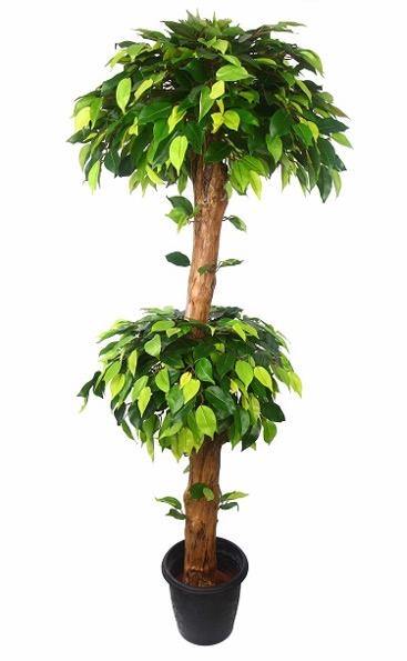 Artificial Green Ficus Double Topiary Plant in Coffee wood-2 X 1 -5 feet - CGASPL