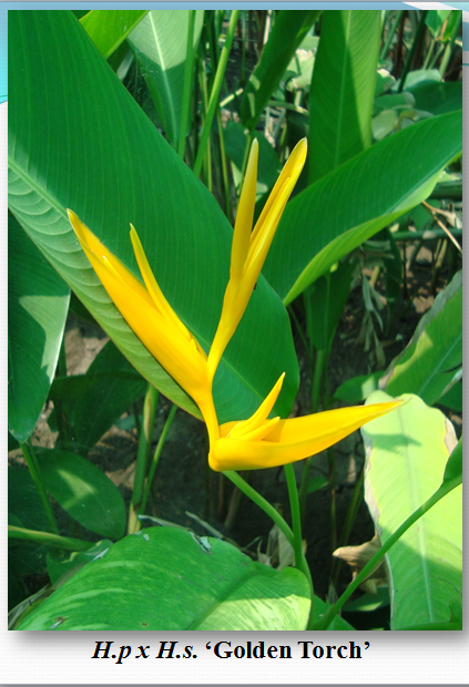 Heliconia H.p x H.s.Golden Torch Rhizomes (Pack of 20) - CGASPL