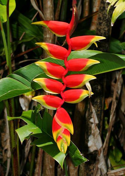 Heliconia Rhyzomes Flower Blubs (Pack of 10) - CGASPL