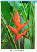 Heliconia wagneria Red Flower Rhizomes (Pack of 20) - CGASPL