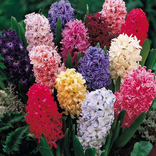 Hyacinth Mix Flower Bulbs (Pack of 3 Bulbs) - CGASPL