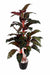 5 Real Touch Red Diffen Plant 4603 - CGASPL