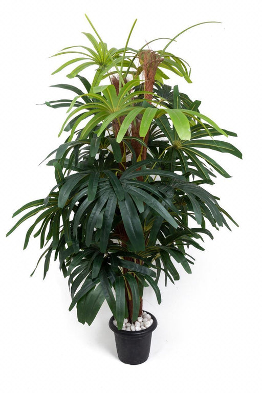 Artificial Real Touch Big Raphis Palm Plant ( Without Pot ) , Height -6 ft - CGASPL
