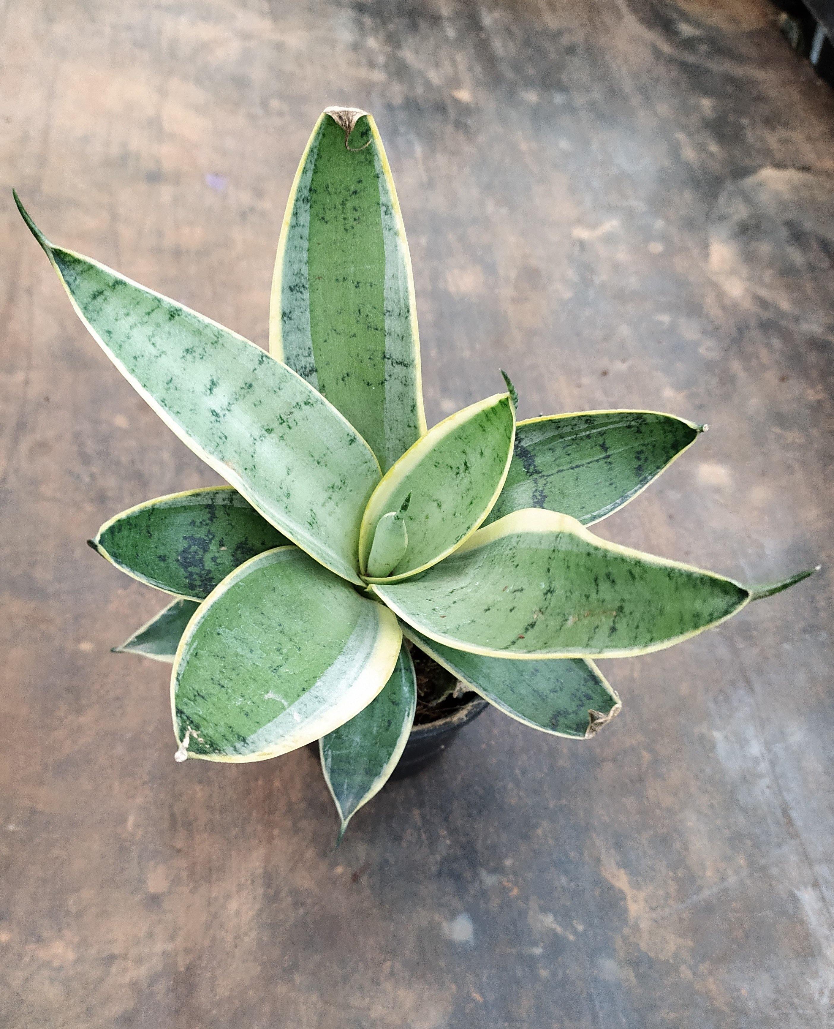 Shop Snake Plant Hahnii Silver Marginata Variegated Online India –  ChhajedGarden.com