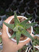 Aloe Flow Succulent Plant - CGASPL