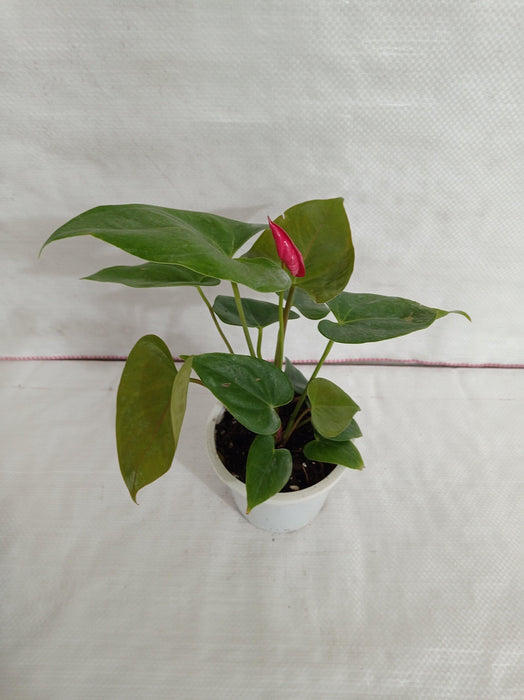 Anthurium Red Color Flowering Plant - CGASPL