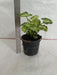 Syngonium Plant in 10 cm Pot