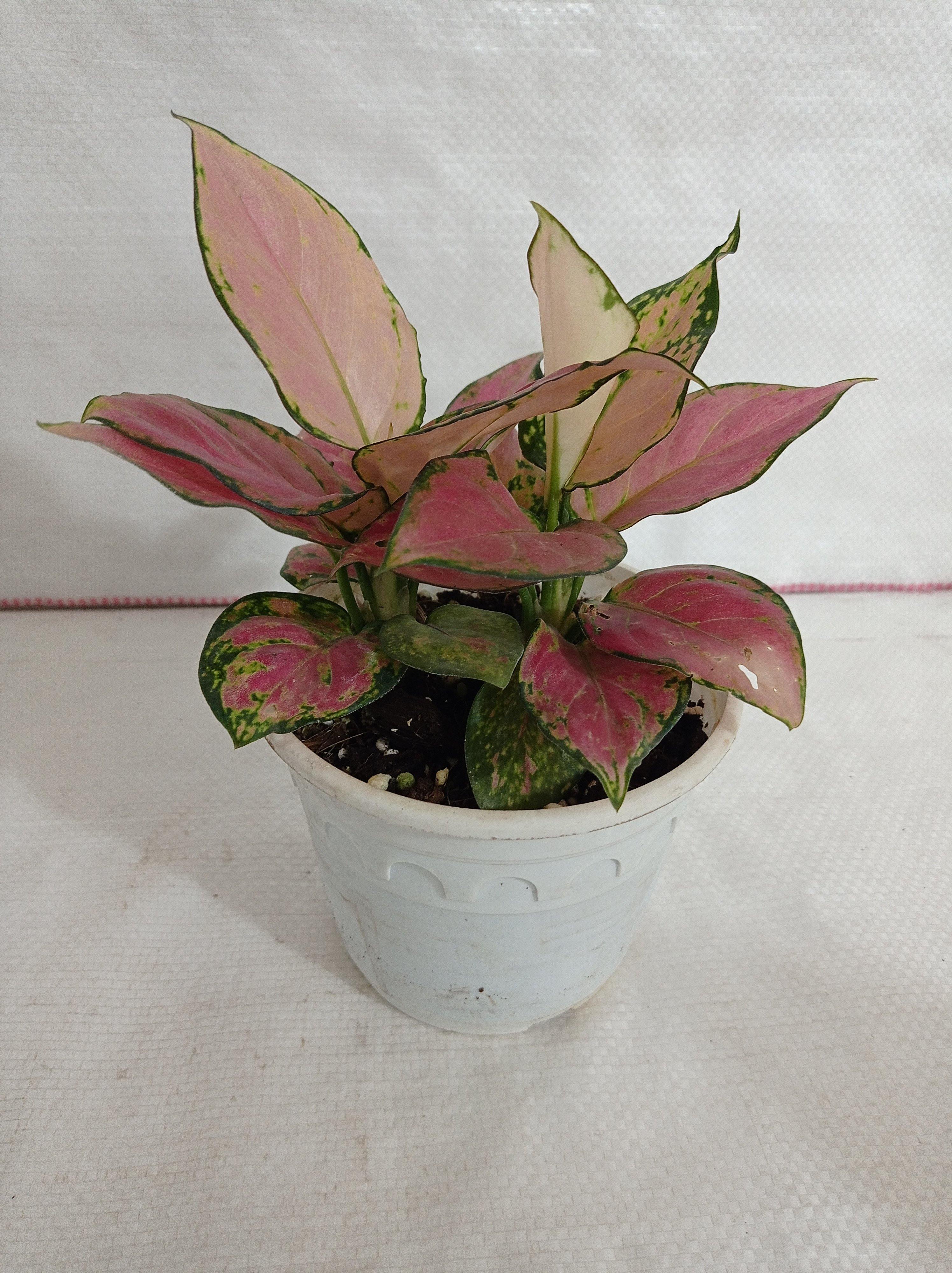 aglaonema pink catrina Buy Aglaonema Pink Plant