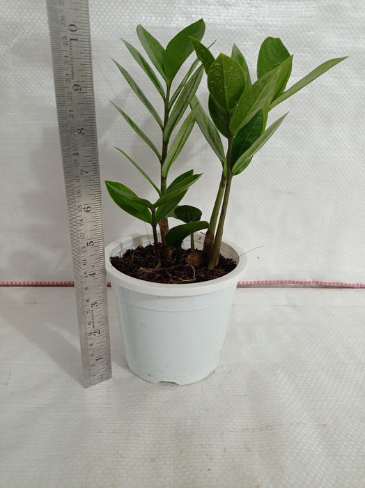 Lush ZZ Plant for Homes  Easy Indoor Zamioculcas