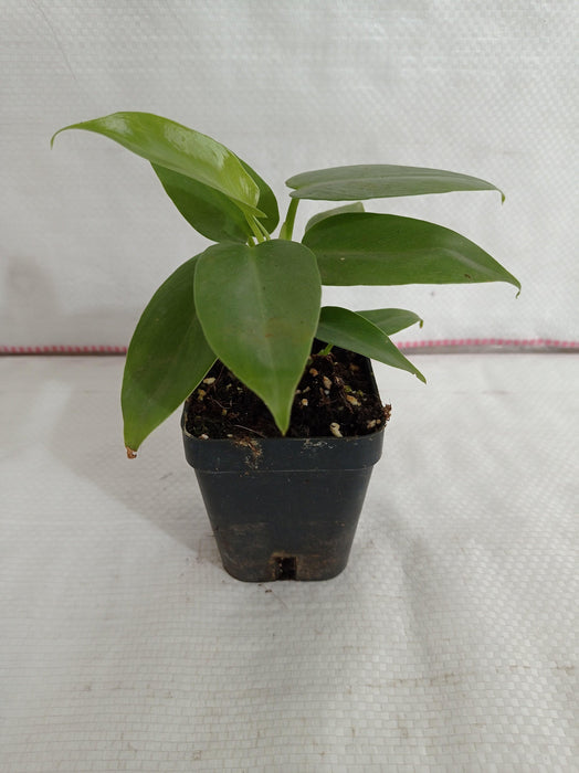 Philodendron Silver Sword Plant - CGASPL