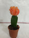 Resilient Indoor Orange Moon Cactus in Natural Pot