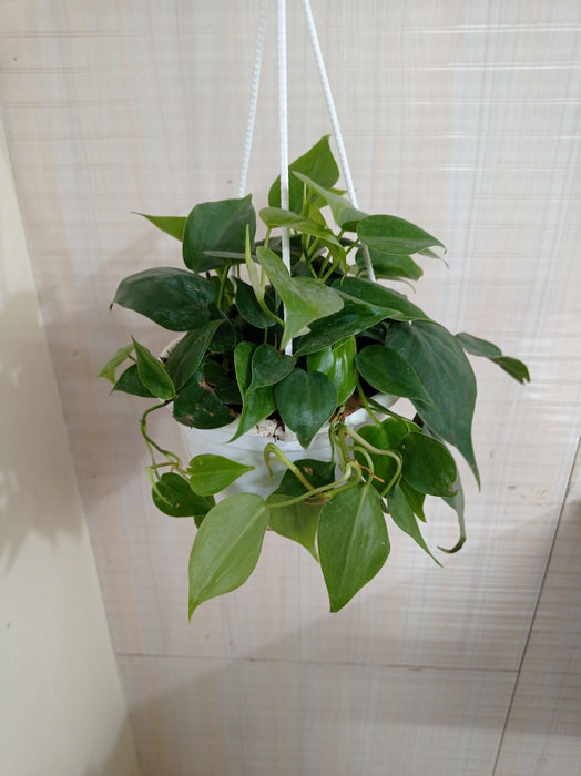 Philodendron Scandens Green Hanging Plant - CGASPL