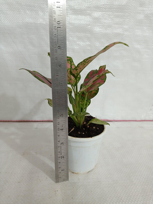 Air Purifying Aglaonema Beauty for Homes