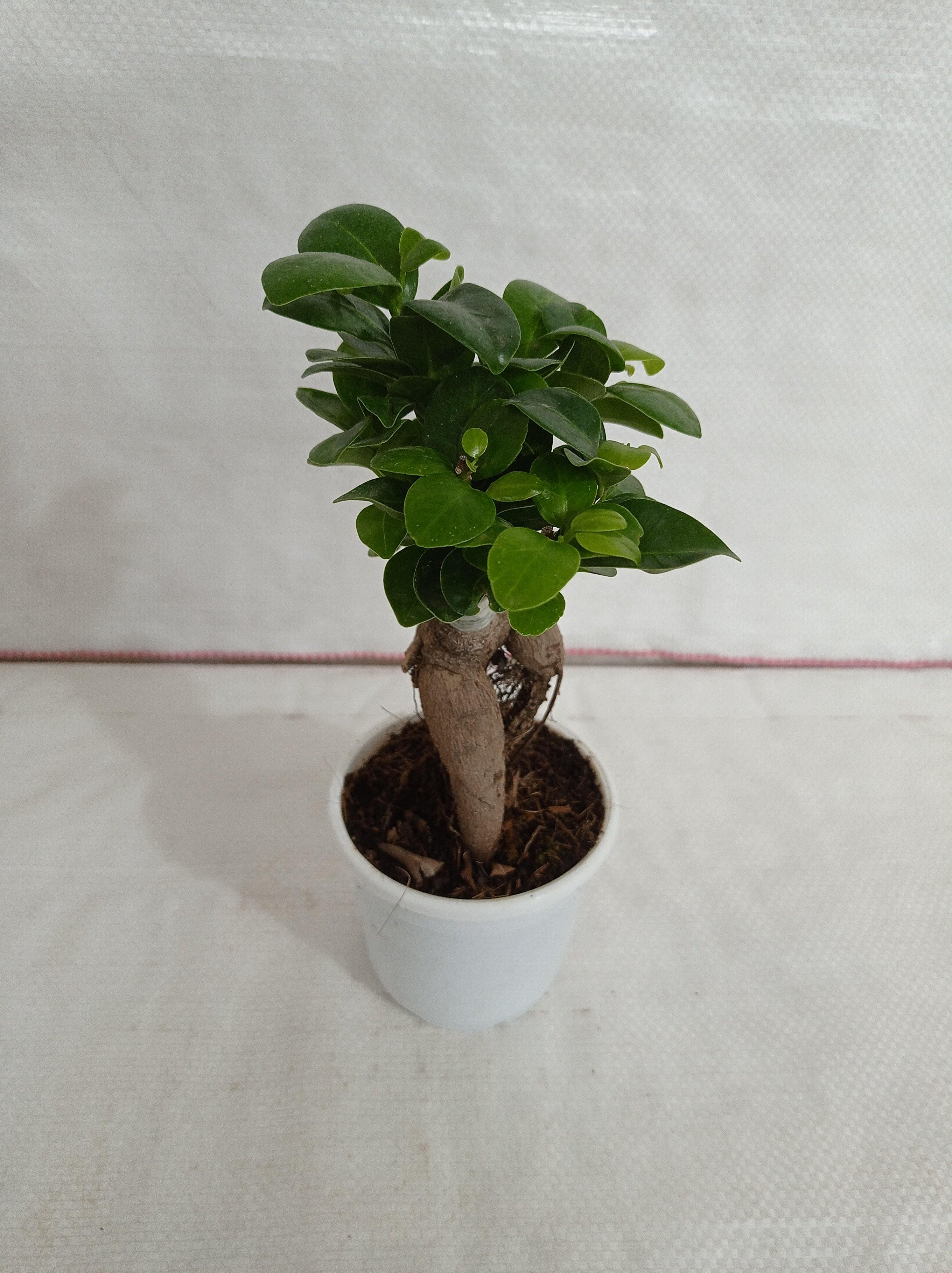 Buy Ficus Ginseng Bonsai Plant Online in India – ChhajedGarden.com