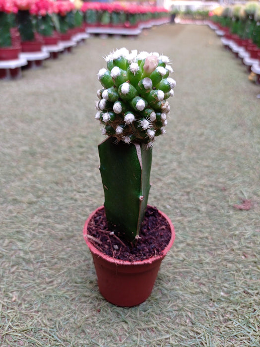 Grafted Green-White Cactus - CGASPL