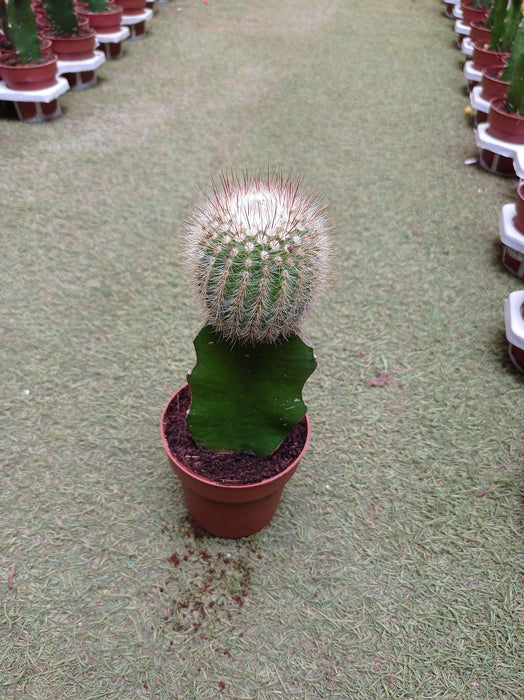 Grafted Green Cactus Plant - CGASPL
