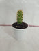 Mammillaria Elongata Non-Grafted Cactus - CGASPL