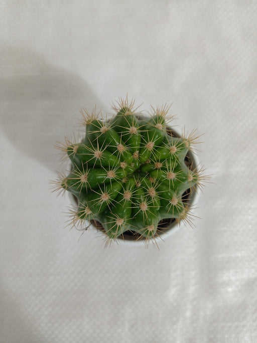 Echinopsis Calochlora Non-Grafted Cactus - CGASPL