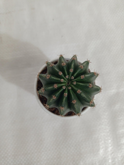 Echinopsis Oxygona Non-Grafted Cactus - CGASPL
