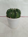 Echinopsis Subdenudata Non-Grafted Cactus - CGASPL