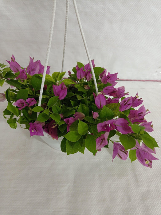 Bougainvillea Green hanging flower plant - Vibrant and Colorful for Indoor Decor