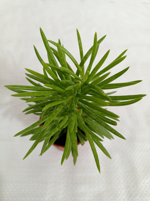 Senecio Barbertonicus Small Succulent Plant - CGASPL