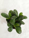 Crassula Ovata Green (Crassula Argentea, Jade Plant) Succulent Plant - CGASPL
