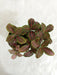 Fittonia Albivenis ‘Mosaic’ Red-Green Plant - ChhajedGarden.com