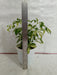 Schefflera Variegated Small Leaves Plant - ChhajedGarden.com