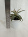 Aloe Zebrina Dannyz Succulent Plant - CGASPL