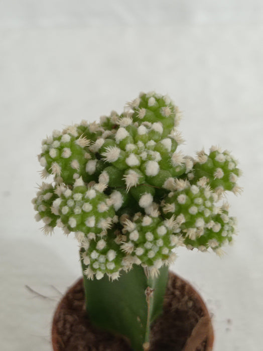 Grafted Green-White Cactus (small) - ChhajedGarden.com