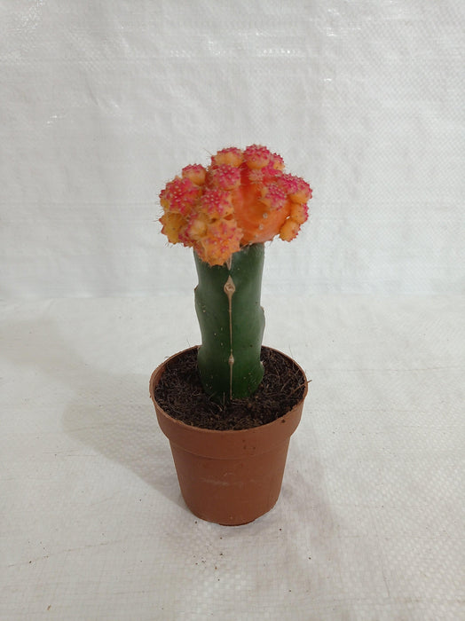 Vibrant red top moon cactus for indoor decor