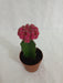 Gymnocalycium Mihanovichii Var.Friedrichii Pink Moon Cactus (Big) - ChhajedGarden.com