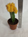 Yellow Moon Cactus (Big) - ChhajedGarden.com