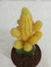 Echinopsis Chamaecereus Lutea Yellow Grafted Cactus (Big) - ChhajedGarden.com