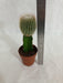 Grafted Green Cactus Plant (Big) - ChhajedGarden.com