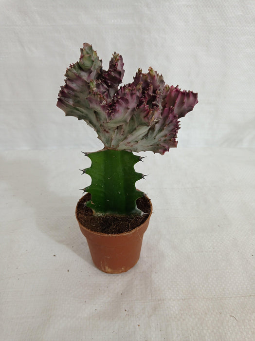 Euphorbia lactea f.cristata Pink Cactus (Big) - ChhajedGarden.com