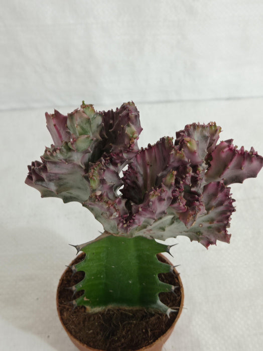 Euphorbia lactea f.cristata Pink Cactus (Big) - ChhajedGarden.com