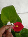 Anthurium Red Color Small Flowering Plant - ChhajedGarden.com