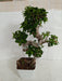 Ficus Bonsai Plant - ChhajedGarden.com