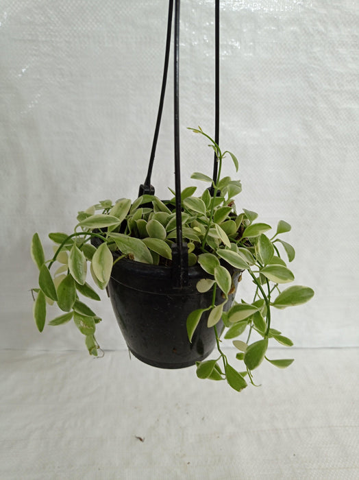 Dischidia Varigated Plant - ChhajedGarden.com