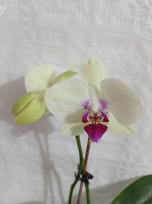 Phalaenopsis Orchid Live Plant Yellow Color
