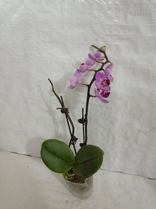 Phalaenopsis Orchid Live Plant - Purple Color