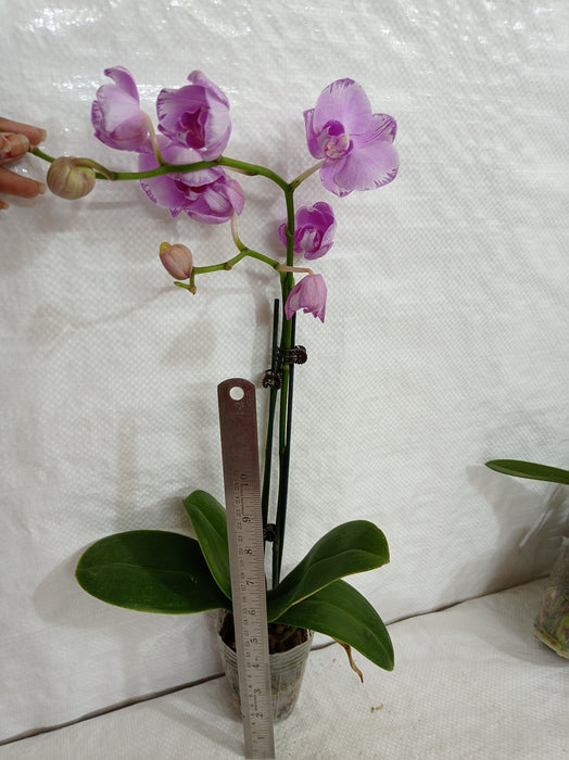 Phalaenopsis Orchid Live Plant Light Purple