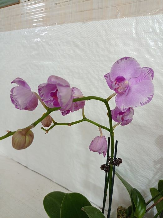Phalaenopsis Orchid Live Plant Light Purple