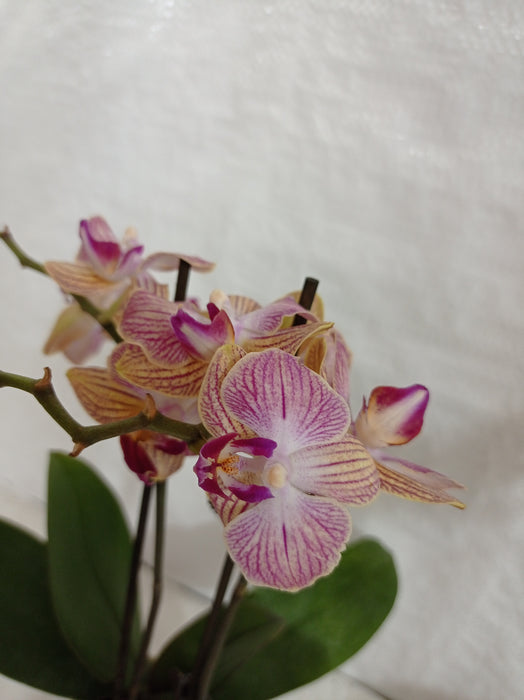 Phalaenopsis Orchid Live Plant