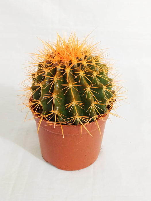 Echinocactus grusonii Painted Non-Grafted Orange Cactus (In Plastic Pot)