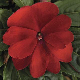 Impatiens New Guinea Florific Red Flower Seeds - ChhajedGarden.com