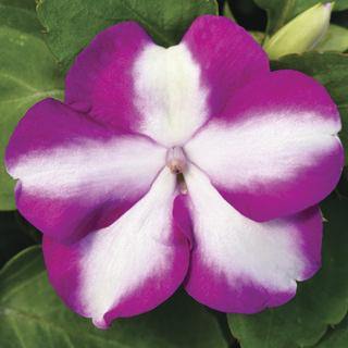Impatiens Accent Violet Star Flower Seeds - CGASPL